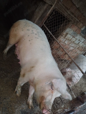 Vând scroafa rasa de carne - imagine 5