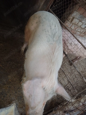 Vând scroafa rasa de carne - imagine 4