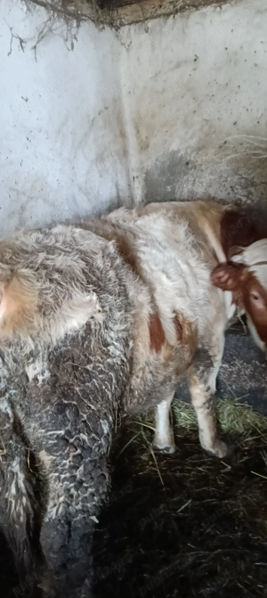 De vânzare tăuraș aproximativ 300kg - imagine 2