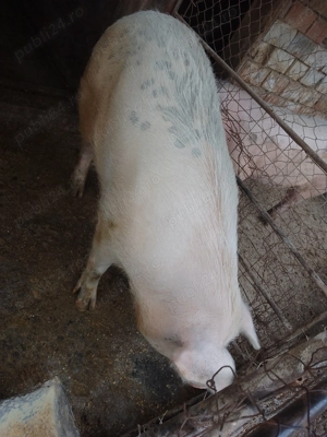 Vând scroafa rasa de carne - imagine 3