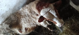 De vânzare tăuraș aproximativ 300kg - imagine 3