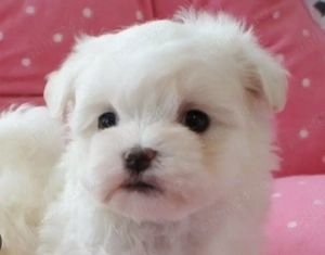 Fetita Bichon Maltese 