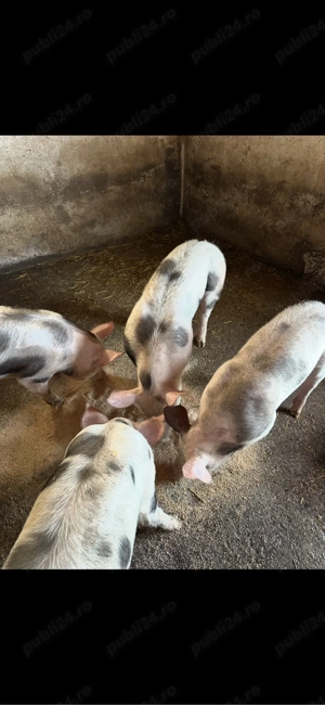 purcei si soldani 20-45 kg  - imagine 2