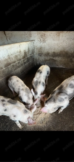 purcei si soldani 20-45 kg  - imagine 3