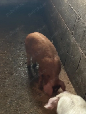 purcei si soldani 20-45 kg  - imagine 4