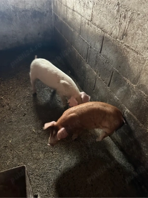 purcei si soldani 20-45 kg  - imagine 5