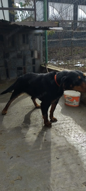 caini de vanatoare - imagine 2