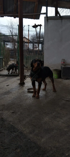 caini de vanatoare - imagine 3