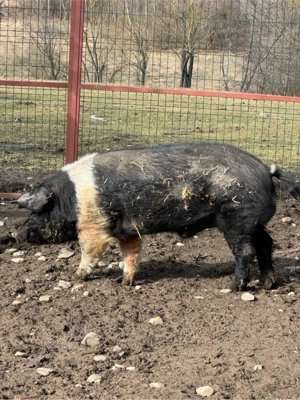 vier Bazna cu origini !  - imagine 3