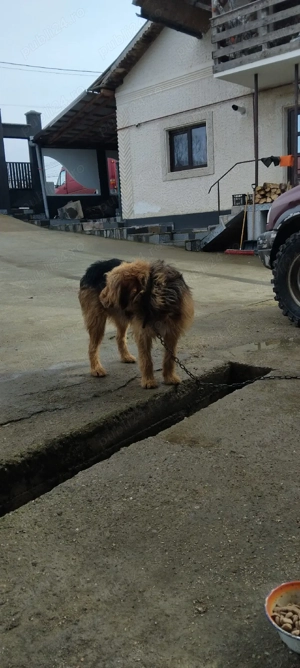 caini de vanatoare - imagine 4