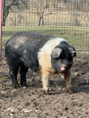 vier Bazna cu origini !  - imagine 2