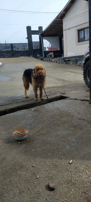 caini de vanatoare - imagine 5