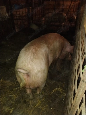 de vânzare  - imagine 2