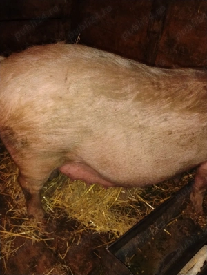 de vânzare  - imagine 3