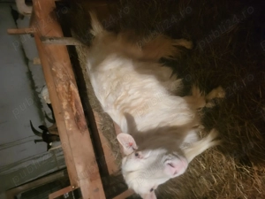 Capre de vanzare   Tarna Mare-jud  Satu Mare 