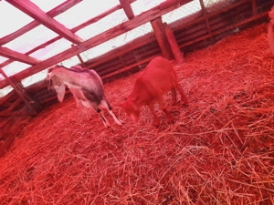 Ied de sacrificat sau de tinut pentru monta - imagine 3