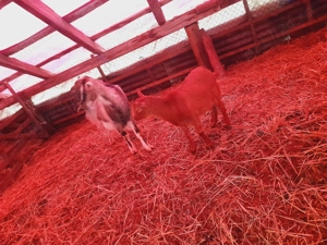 Ied de sacrificat sau de tinut pentru monta - imagine 2