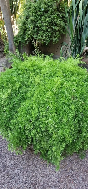 Teren intravilan , centru Parța - imagine 3