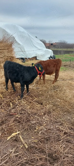 Disponibili 2 taurasi 