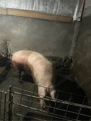 vand purcea - imagine 3