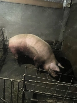 vand purcea - imagine 2