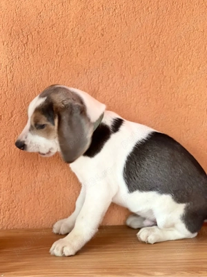 Mascul beagle culoare speciala . - imagine 5