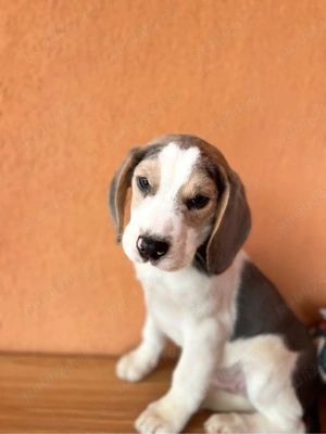 Mascul beagle culoare speciala . - imagine 2