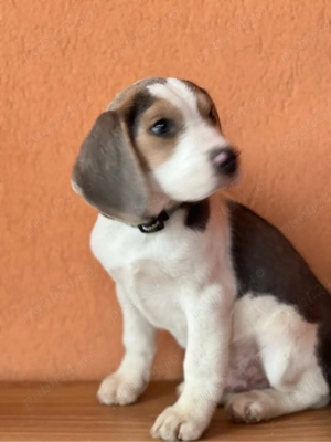 Mascul beagle culoare speciala . - imagine 4