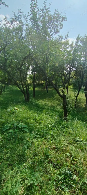 Cernesti, Izvoarele,teren