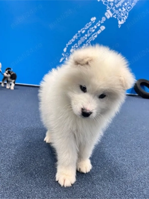 Mascul Samoyed superb! - imagine 4