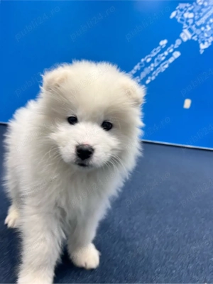 Mascul Samoyed superb! - imagine 3