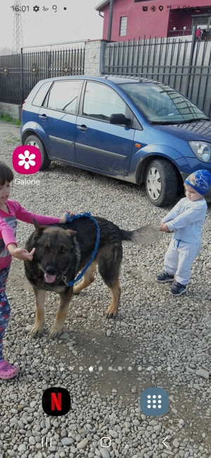 Dresez caini indiferent de varsta și rasa acesyora