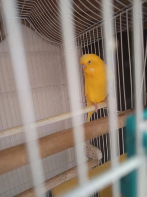 vand papagal nimfă cu colivie stare excelentă 