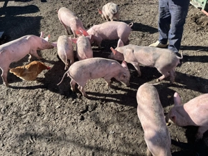 Vând purcei în comuna pui  - imagine 4