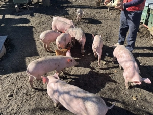 Vând purcei în comuna pui 