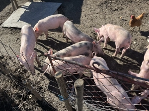 Vând purcei în comuna pui  - imagine 3
