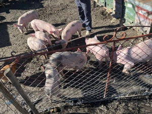 Vând purcei în comuna pui  - imagine 2