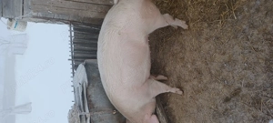 Porc de vânzare 130-140kg