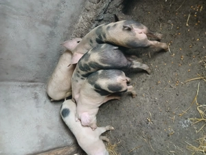 6 Soldani in jur de 40kg Mihesul de Campie 