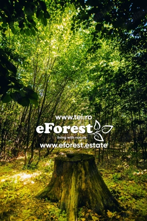 Loturi de casă între 2 păduri, cu intrare din DN, eForest, după Buftea - imagine 5