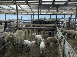 Vand 150 de oi cu tot cu miei - imagine 3