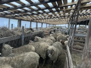 Vand 150 de oi cu tot cu miei! 