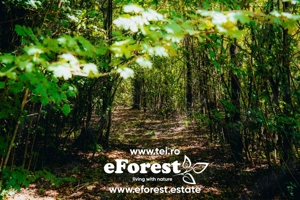 Loturi de casă între 2 păduri, cu intrare din DN, eForest, după Buftea - imagine 3