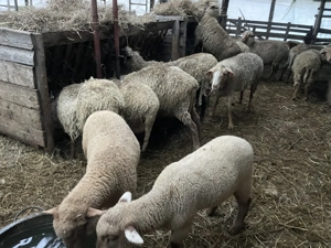 Vand 150 de oi cu tot cu miei - imagine 2