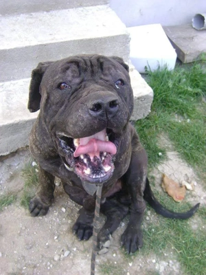 Dresez caini indiferent de varsta și rasa acesyora - imagine 3