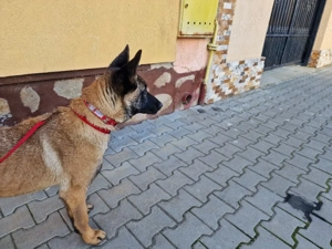 Catelusa Ciobanesc Belgian Malinois 8 luni - imagine 3