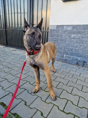 Catelusa Ciobanesc Belgian Malinois 8 luni