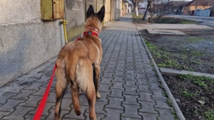 Catelusa Ciobanesc Belgian Malinois 8 luni - imagine 2