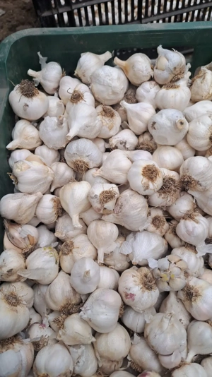 Usturoi de primăvară trimit cantități mari  pret 15 lei  - imagine 2