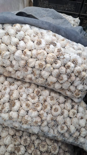 Usturoi de primăvară trimit cantități mari  pret 15 lei  - imagine 3